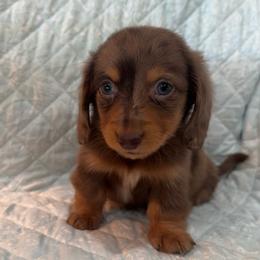 Boy 5 - Dapple male Dachshund puppy in Galax, Virginia from Dells  Dachshund’s