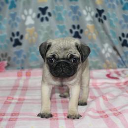 Heidi - Fawn female Pug puppy in Tuscola, Illinois from Dream on puppies