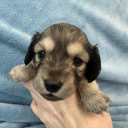 Shaggy - Cream male Dachshund puppy in Memphis, Tennessee from River City Doxies