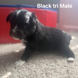 Toy Australian Shepherd Puppies from Bama Belle Aussies