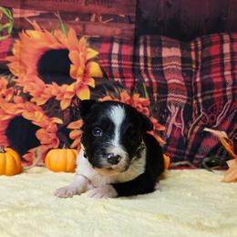 Jafar - Black and white male Border Collie puppy in Avilla, Indiana from Borderline Kennels