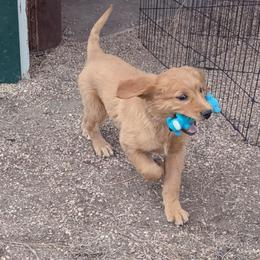 Golden Retriever Puppies from Lindsey