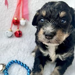 BAGEL - Tri-color female Bernedoodle puppy in Houston, Texas from Pia’s Doodle Poodle Wag