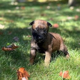 Anna - Red female Belgian Malinois puppy in Linwood, Michigan from Gillis Malinois LLC