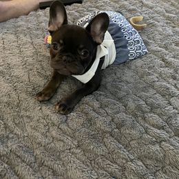 French Bulldog Puppies from Boise French Bulldogs