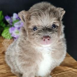 Pepper's Shadow of the Day - Shadow - Lavender male Pomeranian puppy in Plant City, Florida from Pepper's Pomeranians