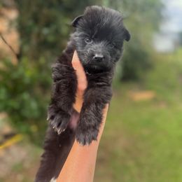 Yellow - Black female German Shepherd puppy in Pickens, South Carolina from Von Maqqedah Haus German Shepherds