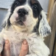 Amy - Blue belton and tan (tri-color) female English Setter puppy in Morrice, Michigan from Wild Bird Setters