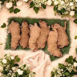 Brooke - Red  female Poodle puppy in Davie, Florida from Dave Poodles