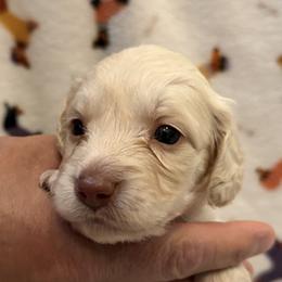 Pera - Cream female Dachshund puppy in Fairfield, California from Dawson Creek Doxies