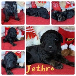 Poodle Puppies from Wonderland Kennel