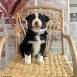 Romeo - Black tri-color male Australian Shepherd puppy in Zwingle, Iowa from Homestead Aussies & Doodles