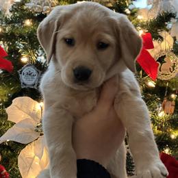 Labrador Retriever Puppies from Sun Ridge Labradors