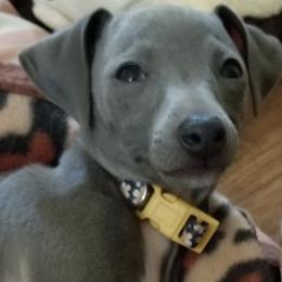Italian Greyhounds from Moon Valley Italian Greyhounds