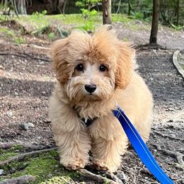 Havapoos from River View Puppies