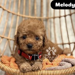 Melody - Red  female Poodle puppy in Belleville, New Jersey from TK Poodles