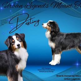 Destiny - Miniature American Shepherd