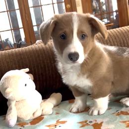 Princess Fergie - Red female Pembroke Welsh Corgi puppy in Parsons, Tennessee from Classy Country Corgis