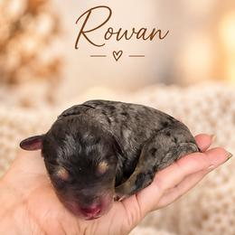 Rowan - Blue merle male Bernedoodle puppy in Erda, Utah from Country Lane Doodles