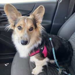 Fenyx - Pembroke Welsh Corgi