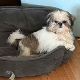 London - Shih Tzu