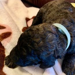 Poodle Puppies from Red Tree Farm Standard Poodles