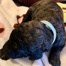 Poodle Puppies from Red Tree Farm Standard Poodles