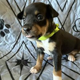 Sapphire - Black white and tan female Rat Terrier puppy in Molalla, Oregon from The Puppy Patch Rat Terriers