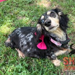 Lolli - Dachshund