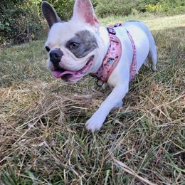 Bella - French Bulldog