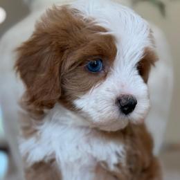 King - Red male Cavapoo puppy in Yuciapa, California from AlltheDoodlez_