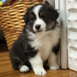 Ledger - Black tri-color male Australian Shepherd puppy in West Virginia from Mountain Trail Aussies