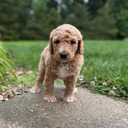 Brown - Boy - Red  male Goldendoodle puppy in Kent City, Michigan from Hannah Mae Doodles