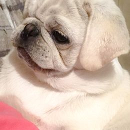 Pugs from Groovy Pugs