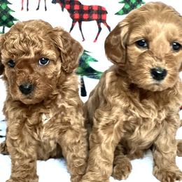 Goldendoodle Puppies from Doodles and Cavaliers