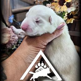 Nova - White female German Shepherd puppy in Sequim, Washington from German Shepherd Haus