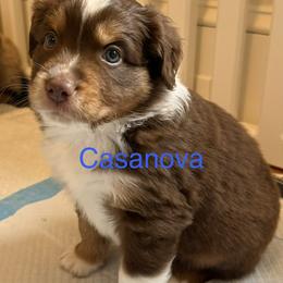 Miniature Australian Shepherd Puppies from Higher Elevations Mini Aussies