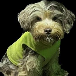 Cinnabon - Yorkshire Terrier