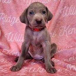 Rhiannon - Silver gray female Weimaraner puppy in Kentucky from Willow Ridge Kennel