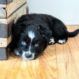 Boy 2 - Miniature American Shepherd puppy in Moscow, Idaho from Panhandle Australian Shepherds