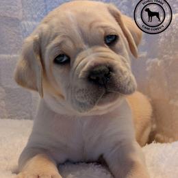 Blue - Fawn male Cane Corso puppy in Schell City, Missouri from Schell Osage Cane Corsos