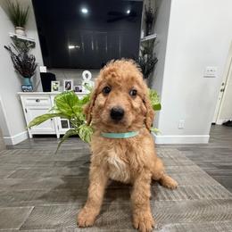 Light Blue - Apricot male Goldendoodle puppy in Bakersfield, California from Lavish Doodles