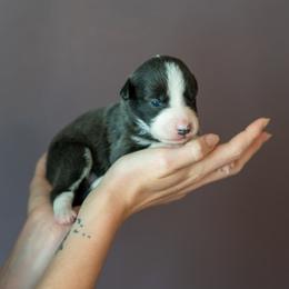 Border Collie, Papillon, Sporty Mix, and Whippet Puppies from Old Hemp Border Collies / Open Horizon Sport Dogs
