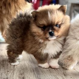 Red Teddy - Red sable male Pomeranian puppy in Colton, Oregon from Shelli’s Pampered Poms