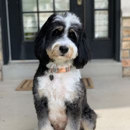 Birdie - Bernedoodle