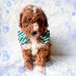 Cappuccino - Red  male Poodle puppy in Kissimmee, Florida from Poodle Doodle Kennels