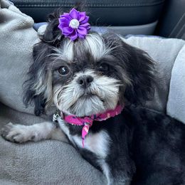 Sif - Shih Tzu