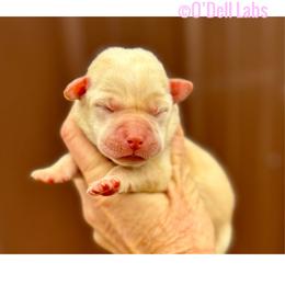 Babe - Yellow female Labrador Retriever puppy in Sullivan, Missouri from O’Dell Labs