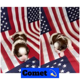 Comet - Brown and white male Shichon puppy in Mason City, Iowa from Nebula Nest
