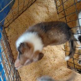 Reserved Laddie - Sable and white male Collie puppy in St Stephens, Wyoming from Desert Kennels